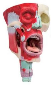 鼻、口、咽喉腔分解模型